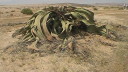 welwitschia001